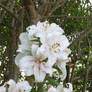 White Lilies