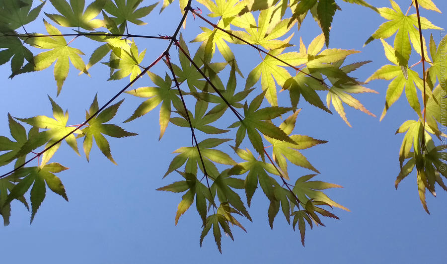 Green Maple leaves through sunshine