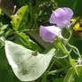 Sweet Pea and Bee