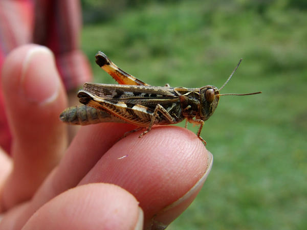 Dembara Insect insect by deryataca on DeviantArt