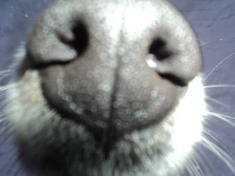 The Snout!