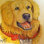 Dave my golden retriever