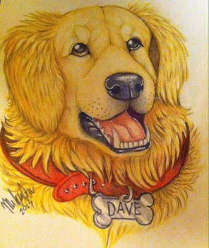 Dave my golden retriever