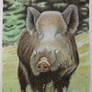 A boar