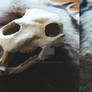The Bear Skull