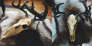 The Deer Skull