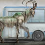 Goat and  Bus (Dream)