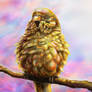 Golden Budgie (Dream)