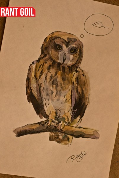 owl