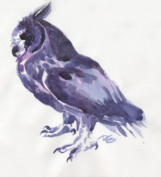 purple owl