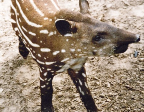 Young Tapir