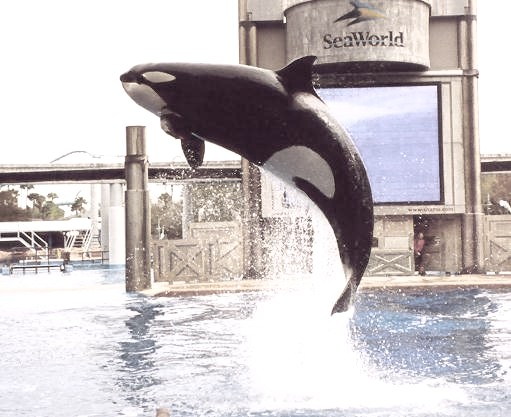 Who said orcas couldn't fly?