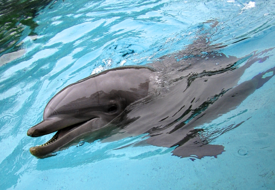 A dolphin named Jenever.