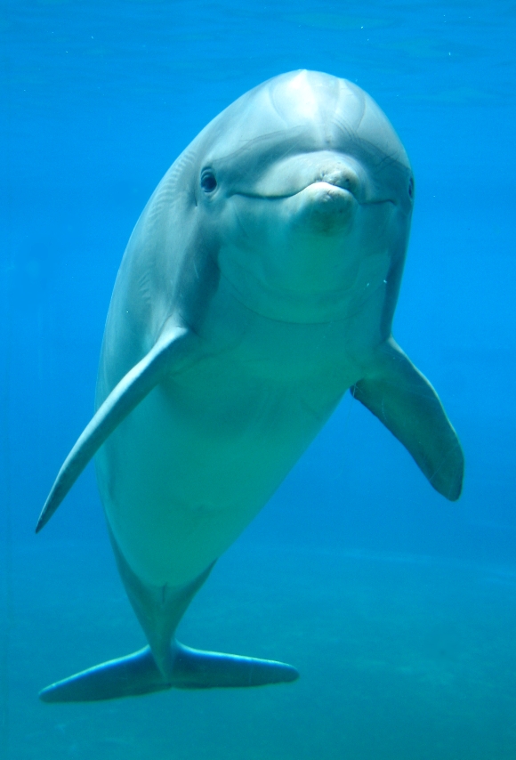 portrait of a dolphin