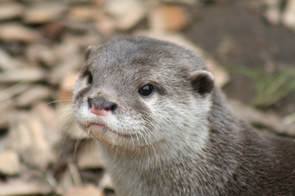 otter face 2