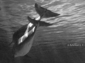 BW Bottlenose Dolphin Picture