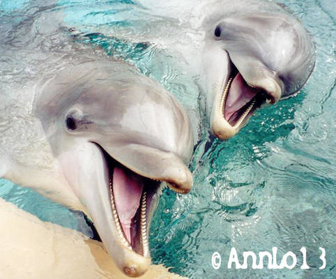 Two cute dolphins