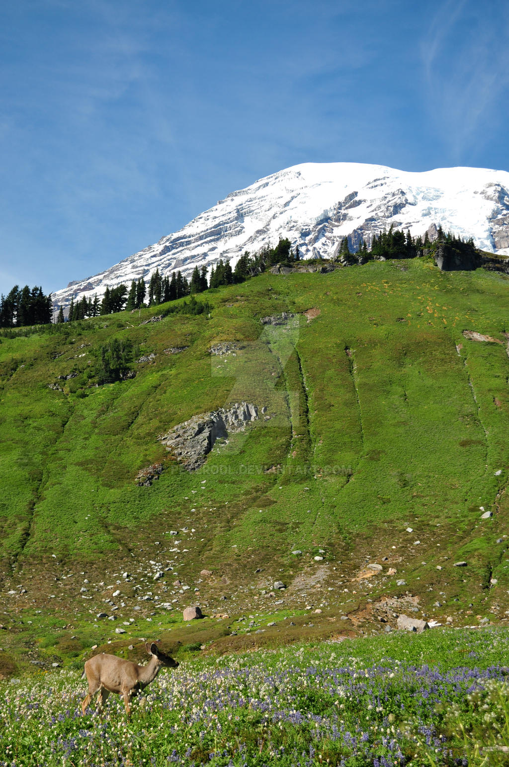 Deer Rainier