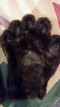 Raccoon Paw (Close-Right)