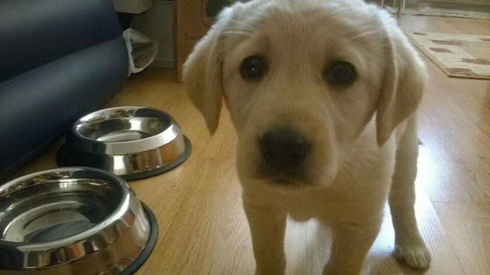 Labrador female puppy