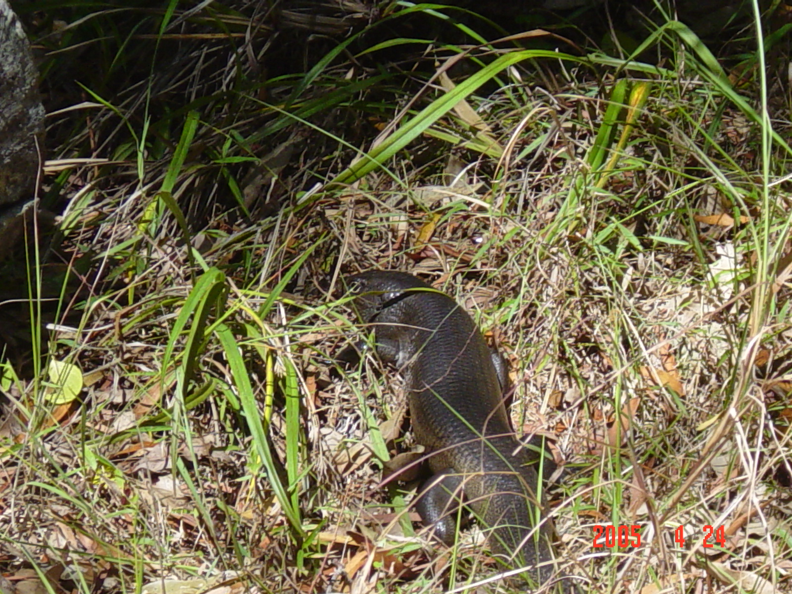 bluetongue lizard II