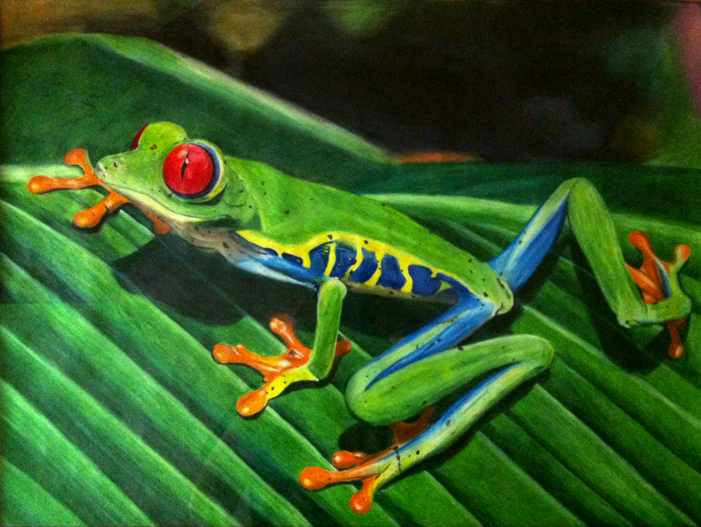 Drawing II - Red-Eyed Tree Frog by munjey86 on DeviantArt Drawing II - Red-Eyed Tree Frog by munjey86 on DeviantArt
