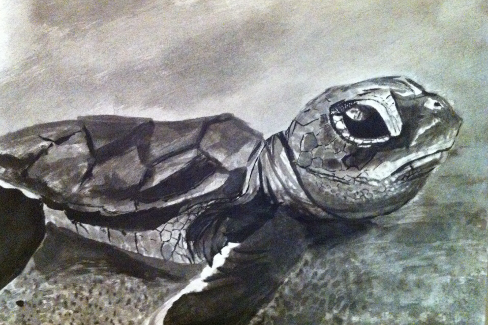 Sea Turtle Ink Wash Sketch