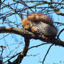 Naptime of a Red Squirrel