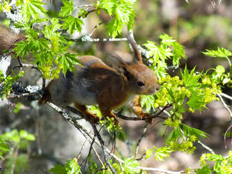 Baby squirrel 3