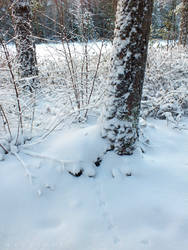 Tracks in the Snow