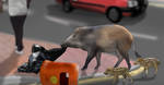 Hong Kong's Wild Boars by Olmagon