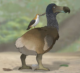 The Moulting Dodo