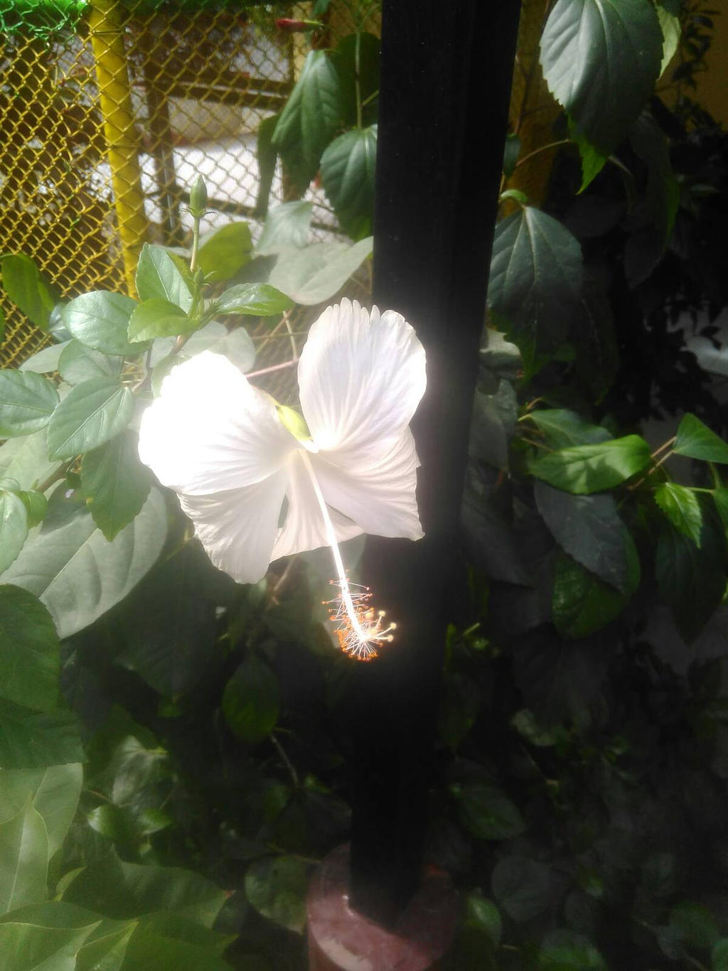 White Hibiscus 