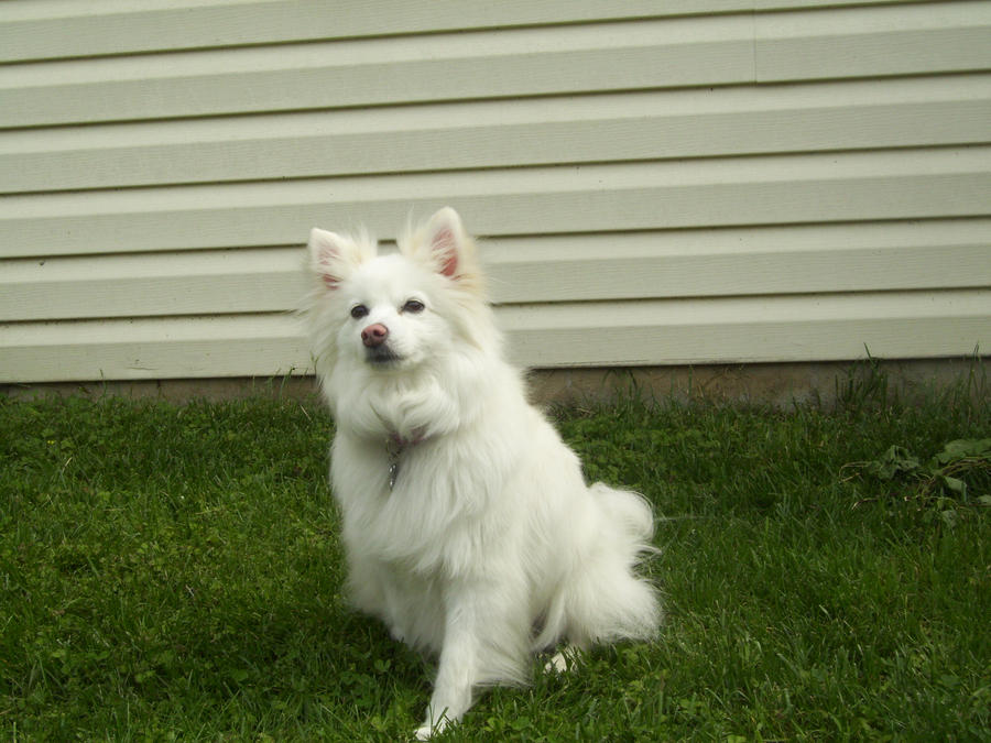 American Eskimo Dog Stock 1