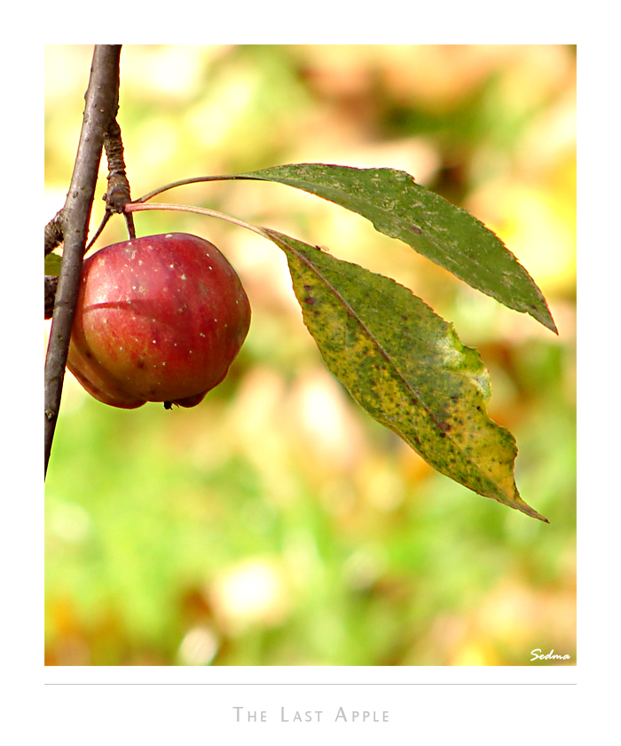 The Last Apple