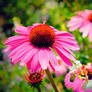 Coneflower