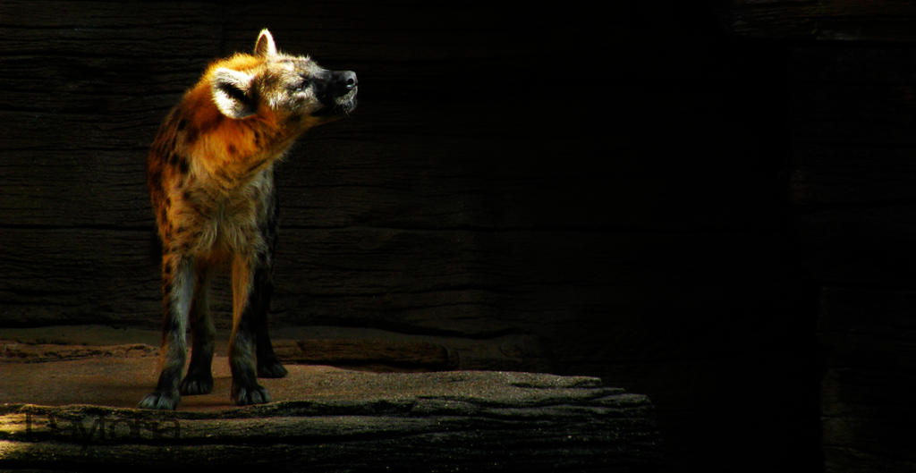 Hyena