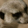 Suricate