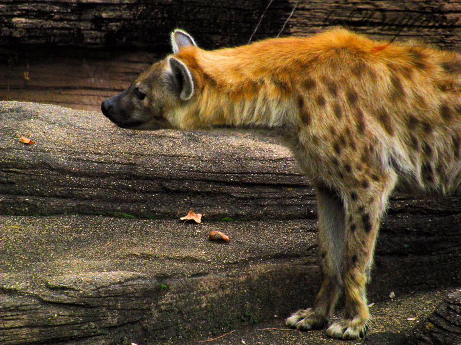 Hyena's Profile