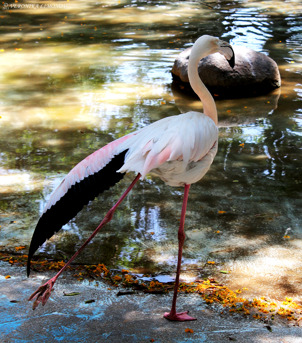 Flamingo