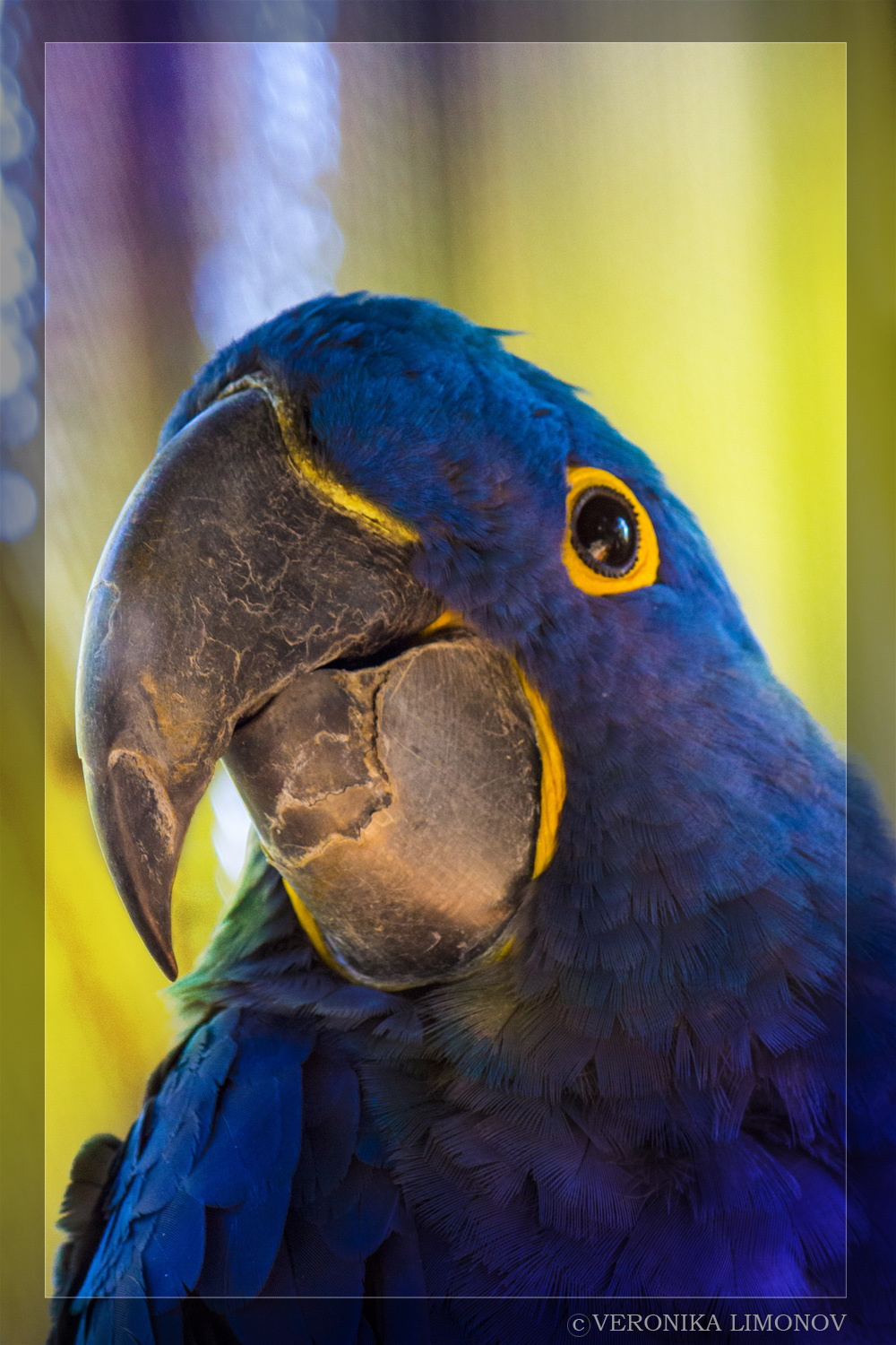 Parrot Macaw