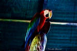 Fractal Animal - Macaw by NikaLim