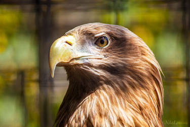 Eagle