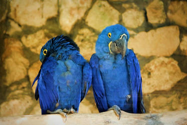 Macaws Couple Ara
