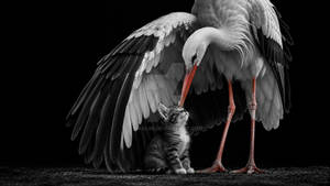 Stork and Kitten Gentle Encounter