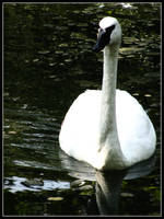 swan