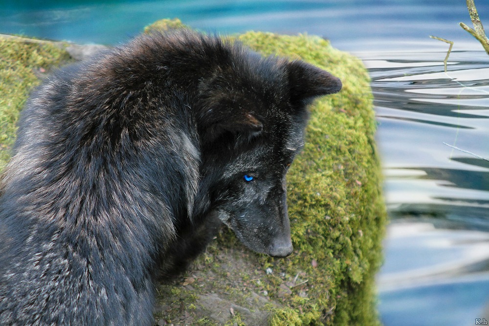 Serene Waters