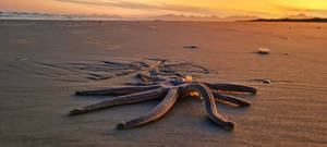 Starfish