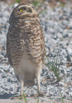 Speotyto cunicularia