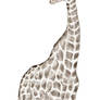 Giraffe.